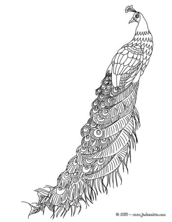 Перо павлина раскраска