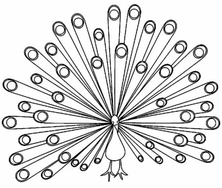 Павлин эскиз схематично