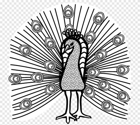 Хвост павлина