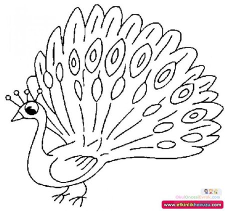 Трафареты павлина для детей