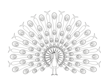 Павлин карандашом