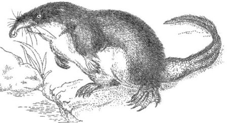 Русская выхухоль