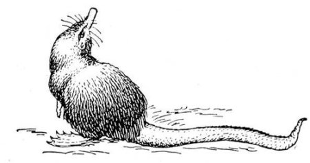 Русская выхухоль