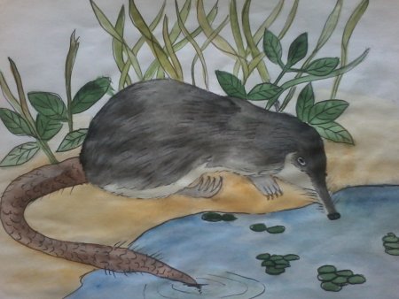 Гигантская бурозубка раскраска