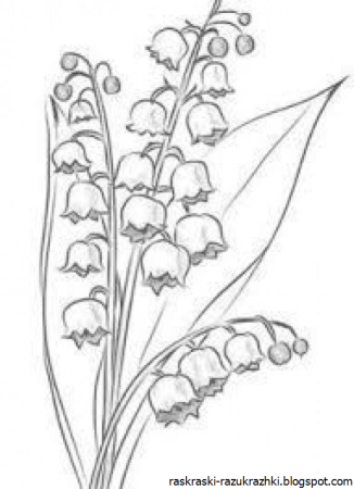 Ландыш Майский черно белый