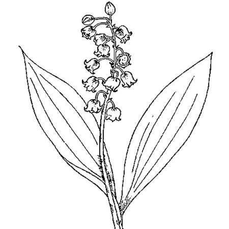 Ландыш для раскрашивания для детей