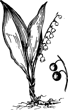 Цветы Ландыши