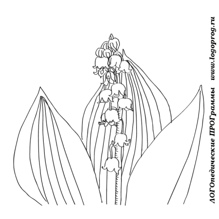 Ландыш Майский карандашом