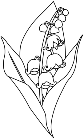 Ландыш Майский разукрашка