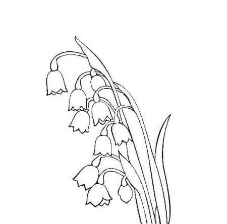 Ландыш Майский разукрашка