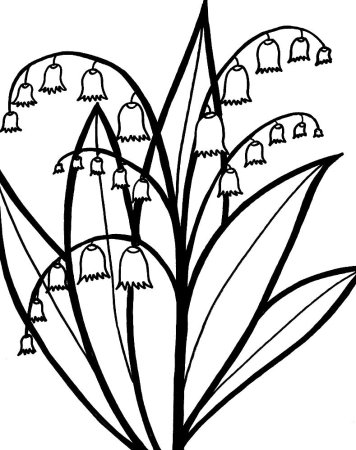 Ландыш Майский черно белый