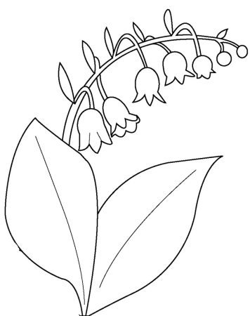 Растение Ландыш Майский раскраска