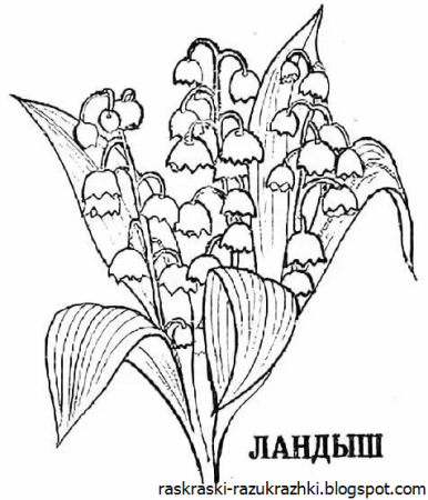 Ландыш Майский разукрашка