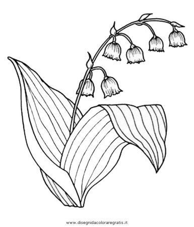 Раскраска Ландыш цветок