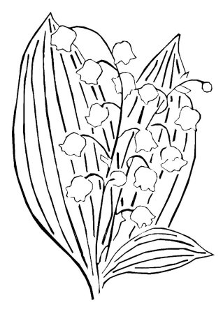 Ландыш Майский раскраска