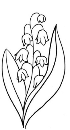 Ландыш рисунок карандашом