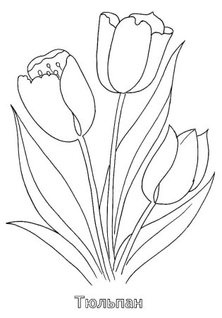 Тюльпан раскраска