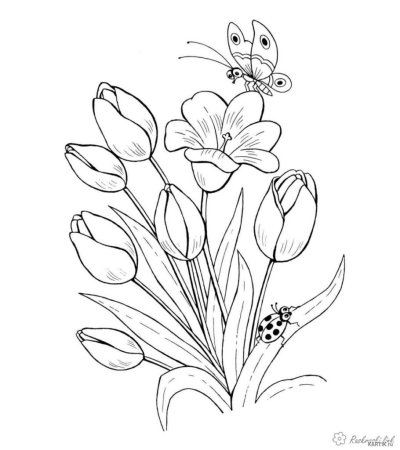 Тюльпан раскраска