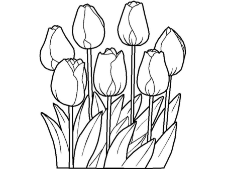 Тюльпан раскраска для детей