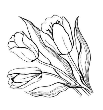 Тюльпан раскраска