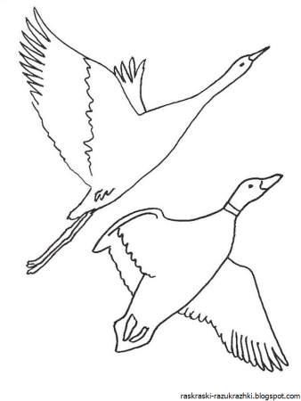 Раскраска перелент ные птицв