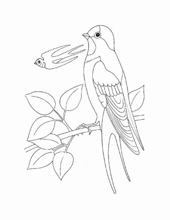 Птицы раскраска для детей