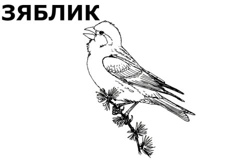 Перелетные птицы раскраска для детей