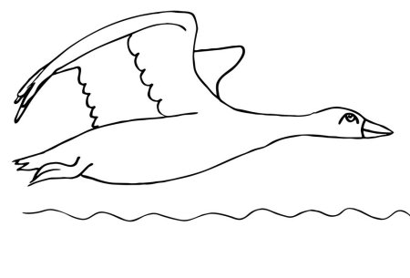 Раскраска "перелетные птицы"