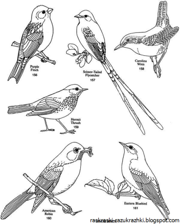 Лебедь кликун раскраска для детей