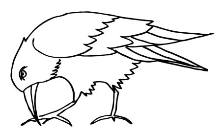 Скворец раскраска для детей