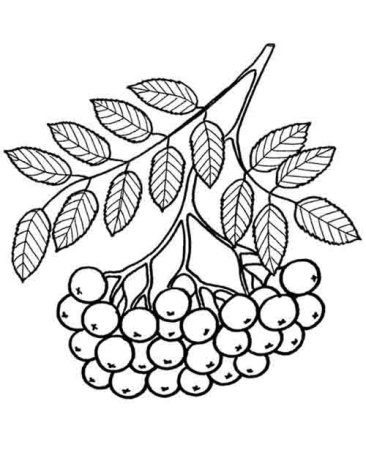 Гроздь рябины раскраска для детей
