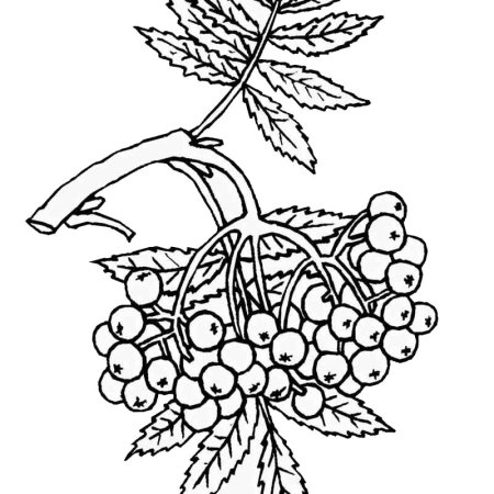 Рябина раскраска для малышей