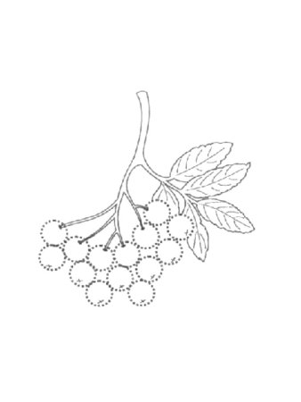 Веточка рябины без ягод для детей