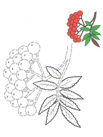 Рябина раскраска для детей