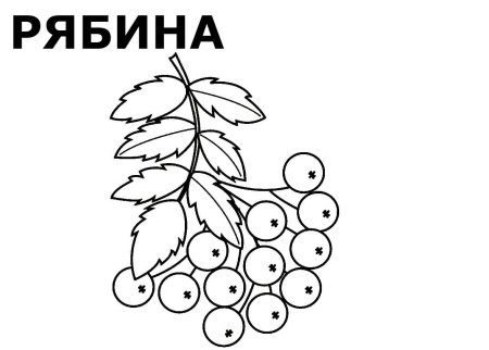 Веточка рябины раскраска без ягод
