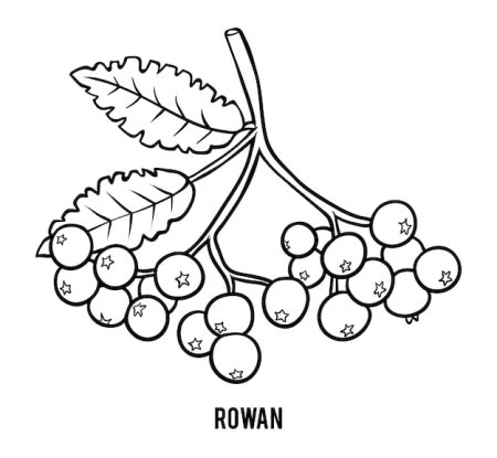 Гроздь рябины раскраска для детей