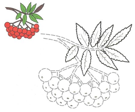 Раскраска ветка рябины с ягодами