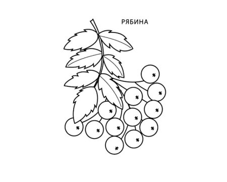 Раскраска веточка рябины для малышей