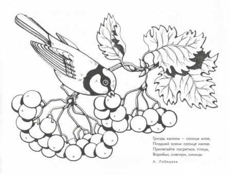 Рябина раскраска