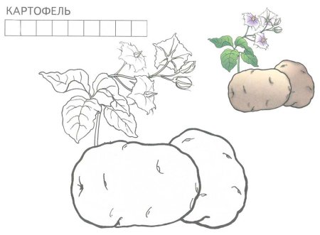 Картошка раскраска