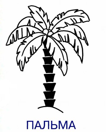 Пальма контур