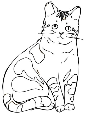 Раскраска домашняя кошка