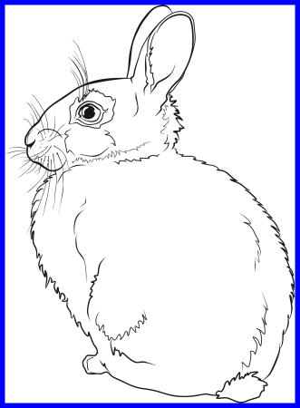 Заяц раскраска