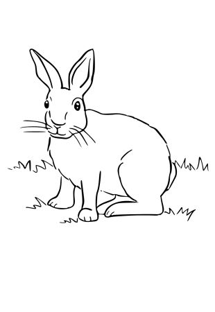 Кролик рисунок для раскрашивания