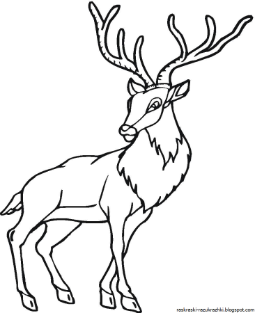 Олень раскраска