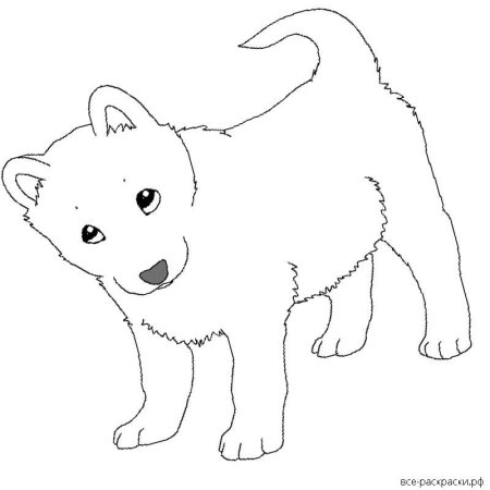 Разукрашки хаски щенок