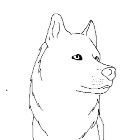 Раскраска собака хаски