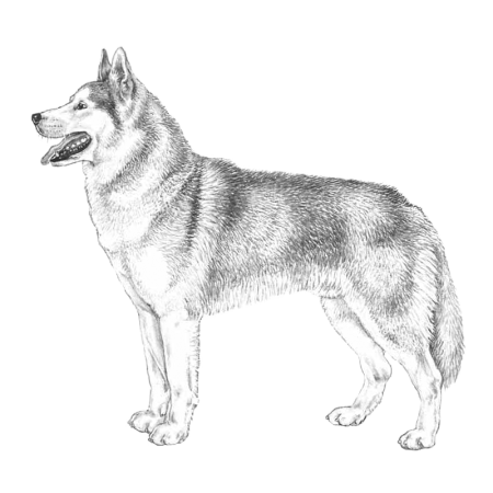 Разукрашка собака хаски