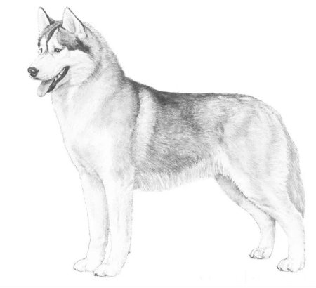 Раскраска Аляскинский маламут