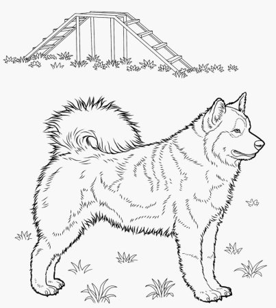 Раскраска хаски